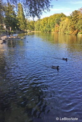 Des canards sur le Loing