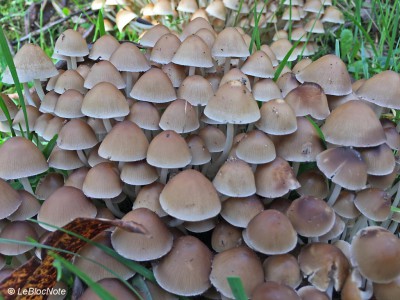 Champignons