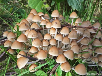 Champignons