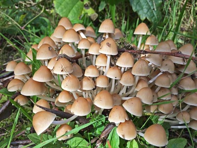 Champignons