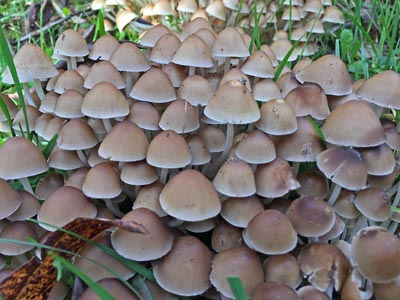 Champignons