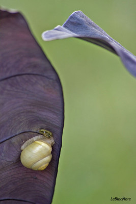 Un escargot sur une feuille