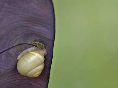 Un escargot sur une feuille