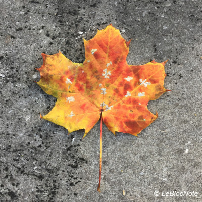 Feuille d'arbre colorée sur une surface en pierreun