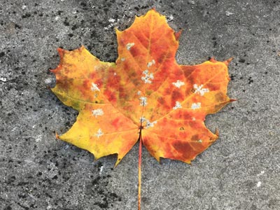 Feuille d'arbre colorée sur une surface en pierreun