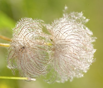 Fleur