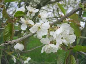 Fleurs de pommier