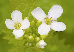 Fleurs