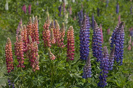 Fleurs dans un champ