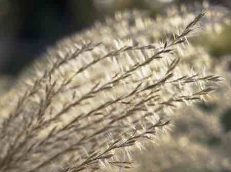 Herbes dans la lumière