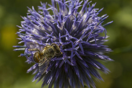 Insecte sur une fleur