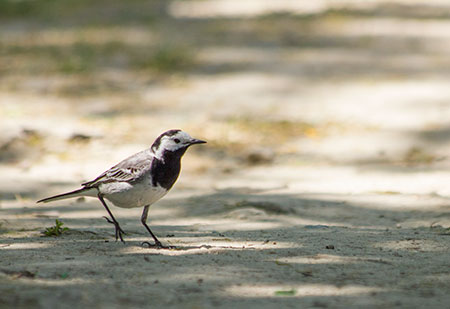 Oiseau marchant sur le sol