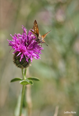 Papillon sur une fleur