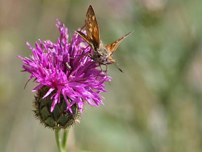 Papillon sur une fleur