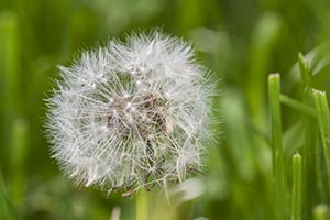 Une fleur