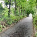 Chemin pavé entre des arbres