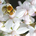 Insecte sur une fleur