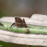 Détail d'une branche en macrophotographie