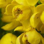 Petites fleurs jaunes en macrophotographie