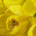 Fleurs jaunes en macrophotographie