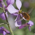 Insecte en plein vol en train de butiner une fleur